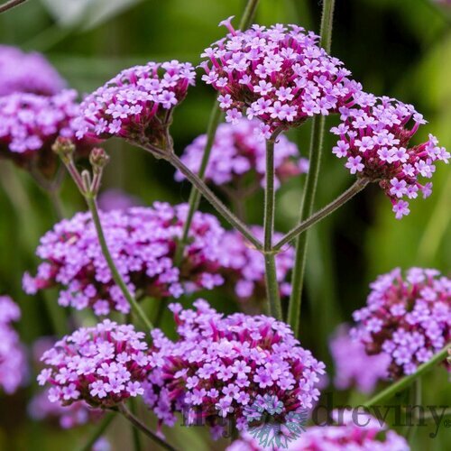 Železník argentínsky, výška 20/25 cm, v črepníku 2l Verbena bonariensis 