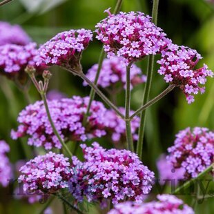 Železník argentínsky, výška 20/25 cm, v črepníku 2l Verbena bonariensis 