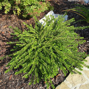 Zemolez drobnolistý Maigrun, v črepníku Lonicera nitida Maigruen