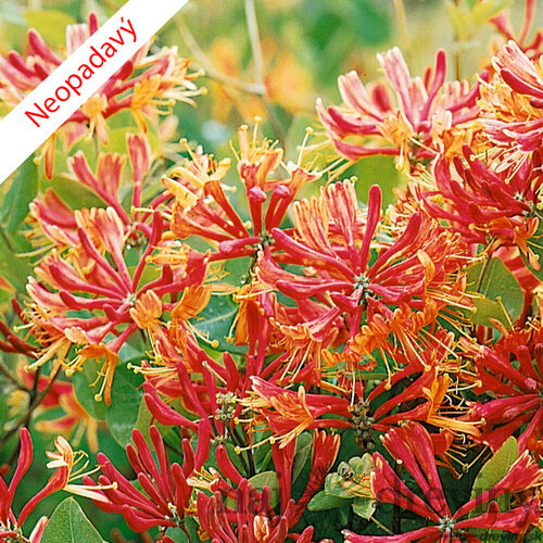 Zemolez Heckrotov 40/50 cm, v črepníku Lonicera heckrotti Goldflame