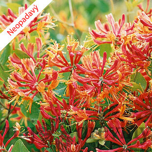Zemolez Heckrotov 40/50 cm, v črepníku Lonicera heckrotti Goldflame