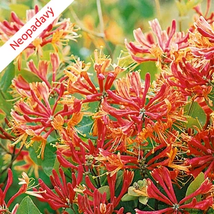 Zemolez Heckrotov 40/50 cm, v črepníku Lonicera heckrotti Goldflame