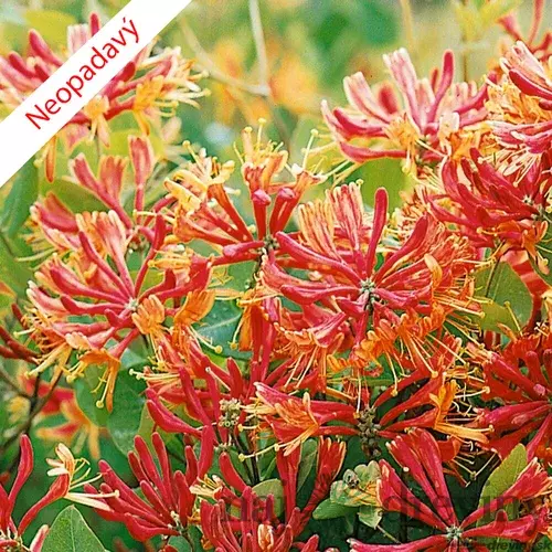 Zemolez Heckrotov 40/50 cm, v črepníku Lonicera heckrotti Goldflame