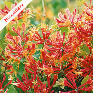 Zemolez Heckrotov 40/50 cm, v črepníku Lonicera heckrotti Goldflame