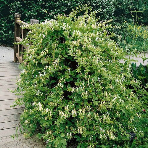 Zemolez japonský Hall´s Prolific, výška 50/+ cm, v črepníku Lonicera japonica ‘Hall‘s Prolific‘