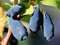 Zemolez kamčatský ´Indigo Gem´, výška 40/50 cm, v črepníku P11 Lonicera kamtschatica Indigo Gem
