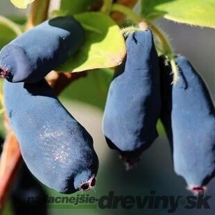Zemolez kamčatský ´Indigo Gem´, výška 40/50 cm, v črepníku P11 Lonicera kamtschatica Indigo Gem