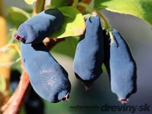 Zemolez kamčatský ´Indigo Gem´, výška 40/50 cm, v črepníku P11 Lonicera kamtschatica Indigo Gem