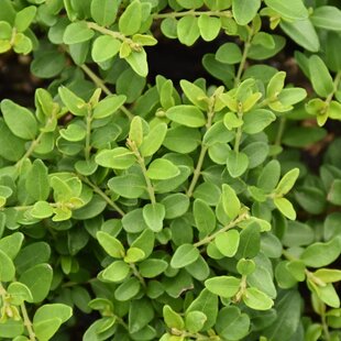 Zemolez kapucňovitý Moss Green, výška 20/+ cm, v črepníku Lonicera pileata Moss Green