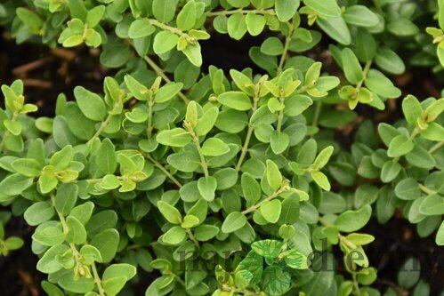 Zemolez kapucňovitý Moss Green, výška 20/+ cm, v črepníku Lonicera pileata Moss Green