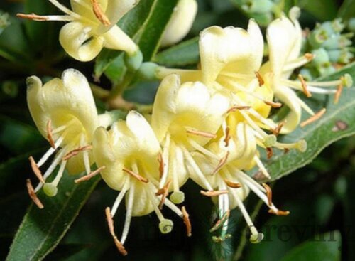 Zemolez ovíjavý 30/60 cm, v črepníku Lonicera acuminata