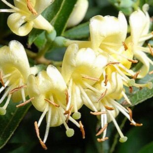 Zemolez ovíjavý 30/60 cm, v črepníku Lonicera acuminata