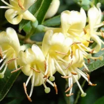 Zemolez ovíjavý 30/60 cm, v črepníku Lonicera acuminata