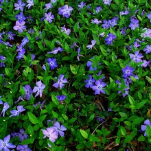 Zimozeleň menšia 15/25 cm, v črepníku Vinca minor