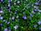 Zimozeleň menšia 15/25 cm, v črepníku Vinca minor