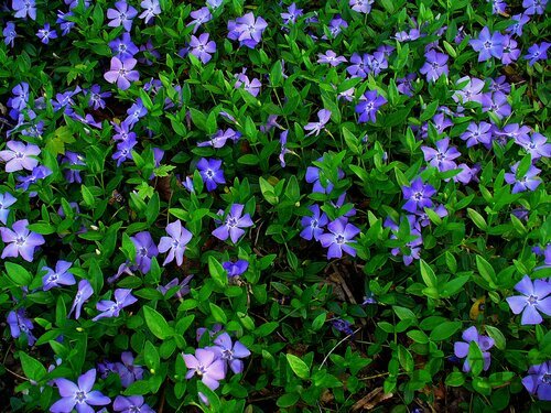 Zimozeleň menšia 15/25 cm, v črepníku Vinca minor