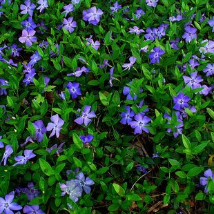 Zimozeleň menšia 15/25 cm, v črepníku Vinca minor
