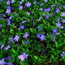 Zimozeleň menšia 15/25 cm, v črepníku Vinca minor