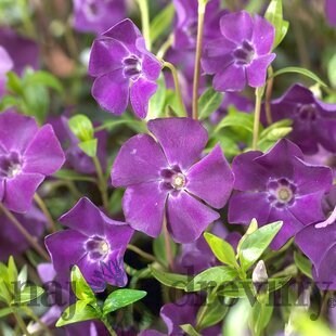 Zimozeleň menšia Atropurpurea, v črepníku Vinca minor Atropurpurea