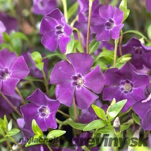 Zimozeleň menšia Atropurpurea, v črepníku Vinca minor Atropurpurea
