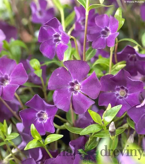 Zimozeleň menšia Atropurpurea, v črepníku Vinca minor Atropurpurea