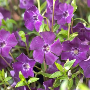 Zimozeleň menšia Atropurpurea, v črepníku Vinca minor Atropurpurea