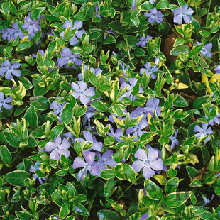 Zimozeleň menšia Aureovariegata, v črepníku Vinca minor Aureovariegata