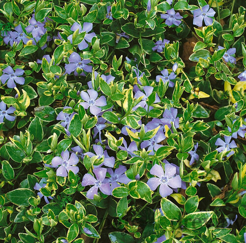 Zimozeleň menšia Aureovariegata, v črepníku Vinca minor Aureovariegata