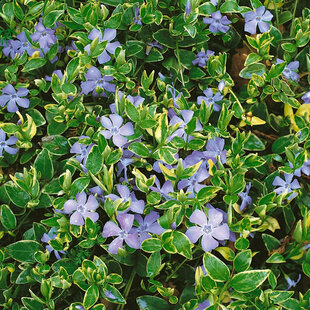 Zimozeleň menšia Aureovariegata, v črepníku Vinca minor Aureovariegata