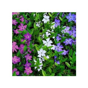 Zimozeleň menšia Tricolor - trojfarebná, v črepníku Vinca minor Tricolor