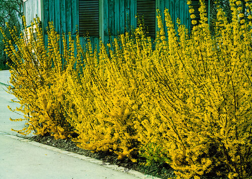 Zlatovka prostredná Mikador - zlatý dážd, výška 30/60 cm, v črepníku 5l Forsythia viridissima Webers Bronx