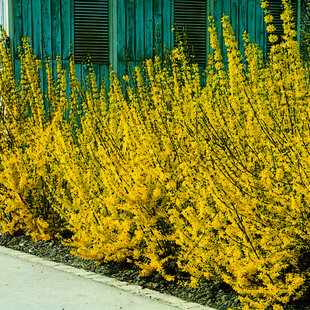 Zlatovka prostredná Mikador - zlatý dážd, výška 30/60 cm, v črepníku 5l Forsythia viridissima Webers Bronx