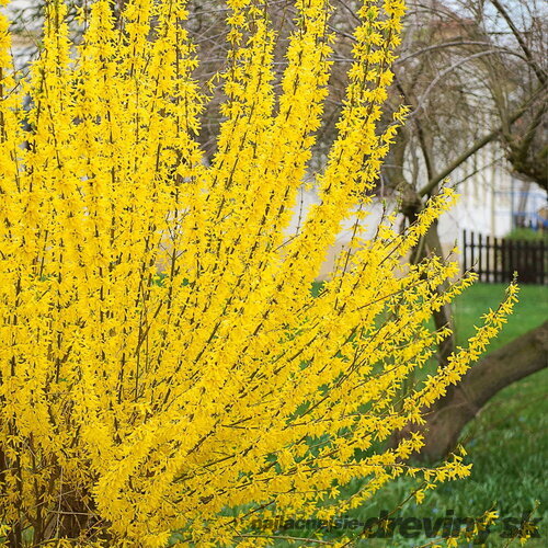 Zlatovka prostredná (Zlatý dážď) Weber’s Bronx, výška 20/+ cm, v črepníku Forsythia intermedia Weber’s Bronx