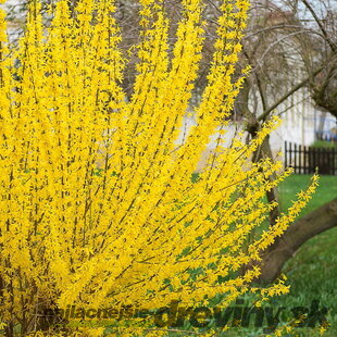 Zlatovka prostredná (Zlatý dážď) Weber’s Bronx, výška 20/+ cm, v črepníku Forsythia intermedia Weber’s Bronx