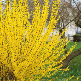 Zlatovka prostredná (Zlatý dážď) Weber’s Bronx, výška 20/+ cm, v črepníku Forsythia intermedia Weber’s Bronx