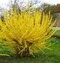 Zlatovka (Zlatý dážď) Goldrausch, 50/+ cm, v črepníku 3l Forsythia Goldrausch