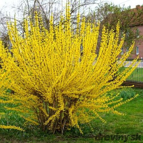 Zlatovka (Zlatý dážď) Goldrausch, 50/+ cm, v črepníku 3l Forsythia Goldrausch