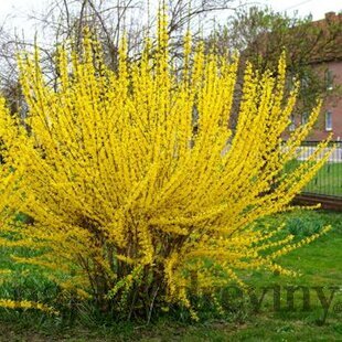 Zlatovka (Zlatý dážď) Goldrausch, 50/+ cm, v črepníku 3l Forsythia Goldrausch