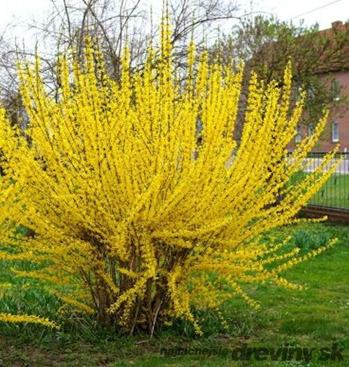Zlatovka (Zlatý dážď) Goldrausch, 50/+ cm, v črepníku 3l Forsythia Goldrausch