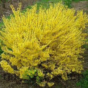 Zlatovka (Zlatý dážď) Maluch, 30/+ cm, v črepníku 2l Forsythia Maluch