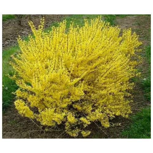 Zlatovka (Zlatý dážď) Maluch, 30/+ cm, v črepníku 2l Forsythia Maluch