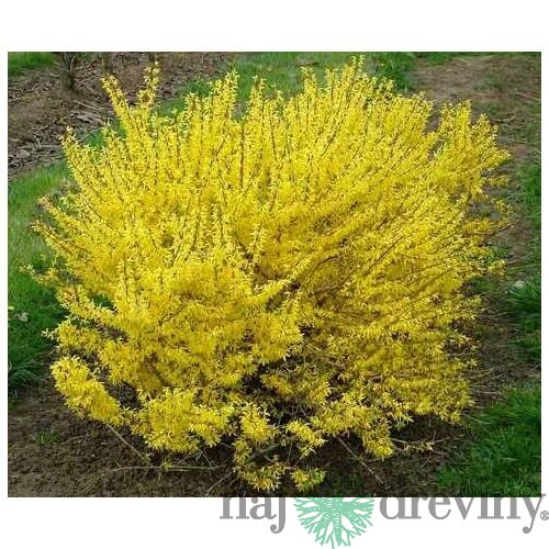 Zlatovka (Zlatý dážď) Maluch, 30/+ cm, v črepníku 2l Forsythia Maluch