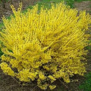 Zlatovka (Zlatý dážď) Maluch, 30/+ cm, v črepníku 2l Forsythia Maluch