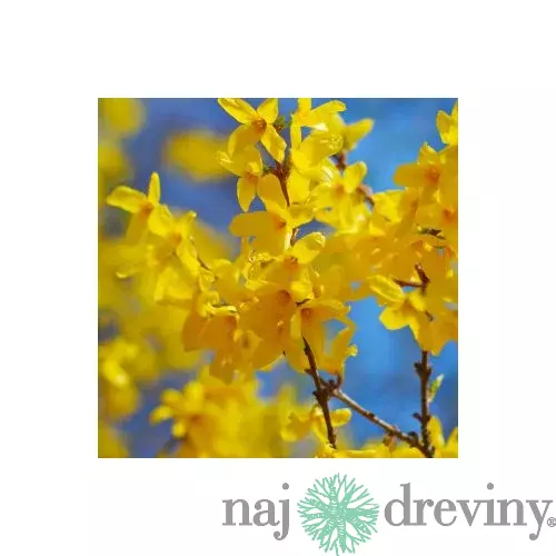 Zlatý dážď Lynwood (zlatovka prostredná), výška 30/+ cm, v črepníku 2l Forsythia Lynwood