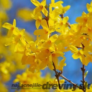 Zlatý dážď Lynwood (zlatovka prostredná), výška 30/+ cm, v črepníku 2l Forsythia Lynwood