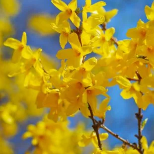 Zlatý dážď Lynwood (zlatovka prostredná), výška 30/+ cm, v črepníku 2l Forsythia Lynwood