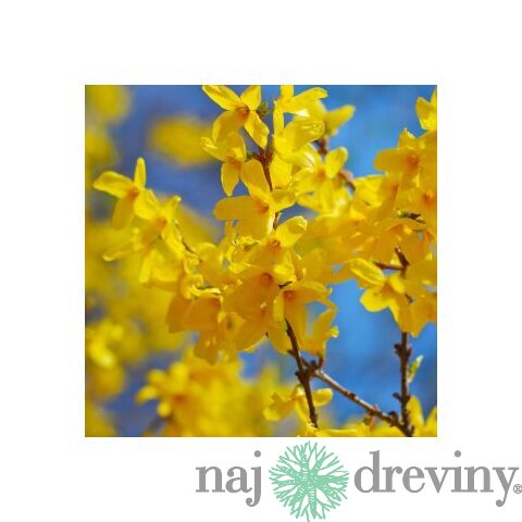 Zlatý dážď Lynwood (zlatovka prostredná), výška 30/+ cm, v črepníku 2l Forsythia Lynwood