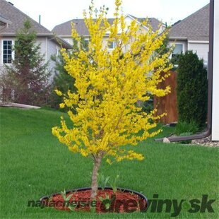 Zlatý dážď na kmienku 80/100 cm, v črepníku Forsythia intermedia Goldzaubert