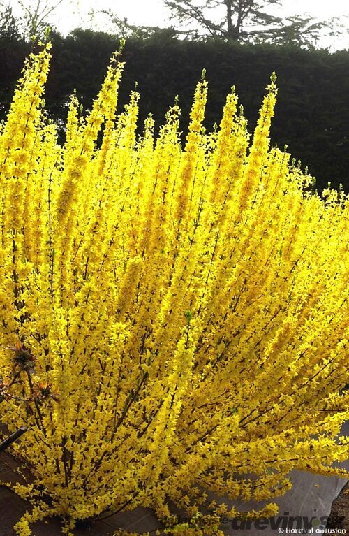Zlatý dážď WEEK-END ‘Courtalyn‘ (zlatovka prostredná), výška 30/+ cm, v črepníku 2l Forsythia x intermedia WEEK-END ‘Courtalyn‘