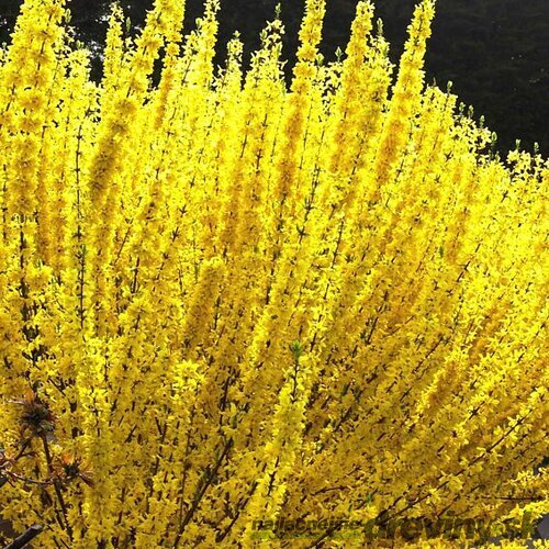 Zlatý dážď WEEK-END ‘Courtalyn‘ (zlatovka prostredná), výška 30/+ cm, v črepníku 2l Forsythia x intermedia WEEK-END ‘Courtalyn‘